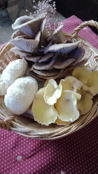 Invernadero para cultivo de setas con Seguimiento