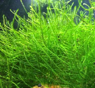 Lote 4 plantas nano acuario + Neo Red