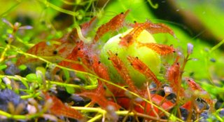Lote 4 plantas nano acuario + Neo Red