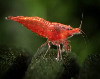 Lote 4 plantas nano acuario + Neo Red