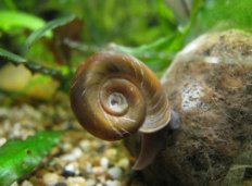 Lote 4 plantas nano acuario + Neo Red