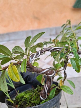 Pre Bonsai
