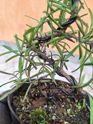 Pre bonsai pianta