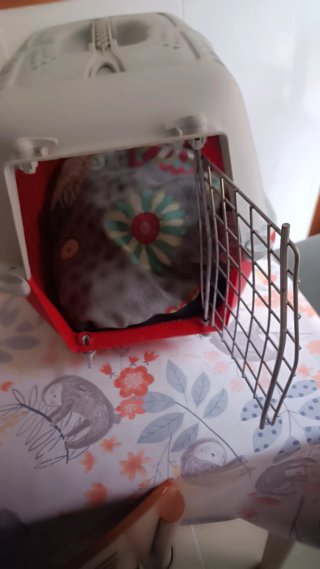 Transportín para mascotas pequeñas