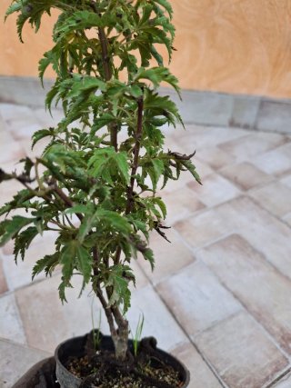 Pre Bonsai Acero Giapponese