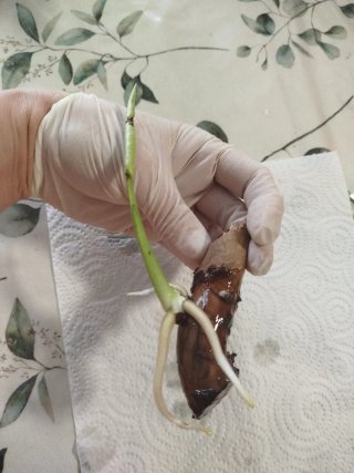 Monstera Deliciosa nodo con raíces