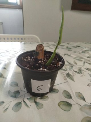 Monstera Deliciosa nodo con raíces