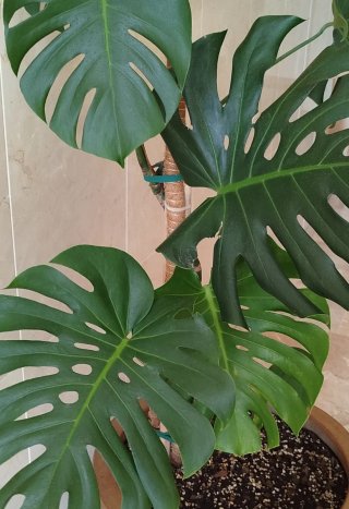 Monstera Deliciosa nodo con raíces