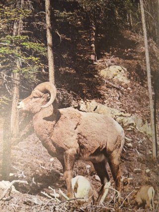 EL APASIONANTE MUNDO DE LOS ANIMALES