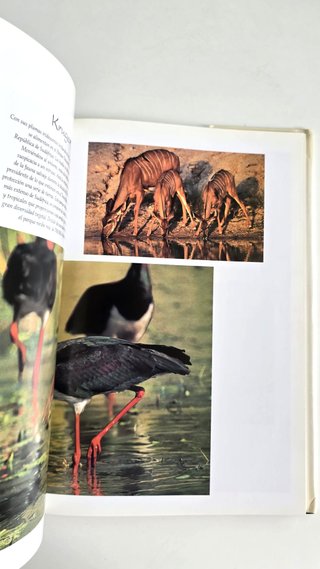 Grandes santuarios del mundo animal (National G.)