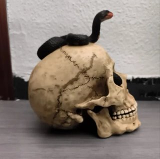 Calavera Resina Hucha Serpiente