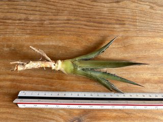 Agave lophantha