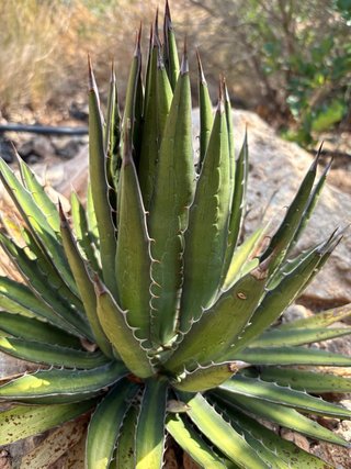 Agave lophantha