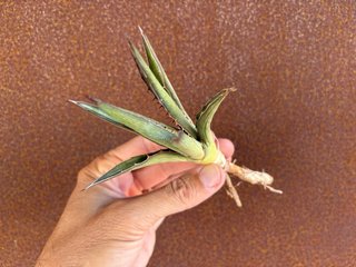 Agave lophantha