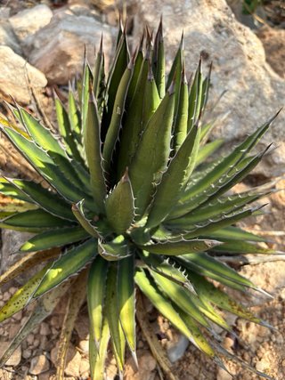 Agave lophantha