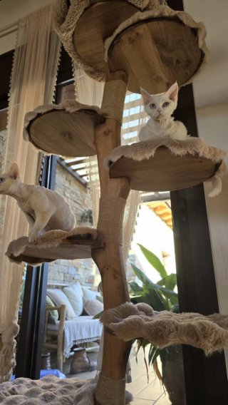 Árbol para gatos de madera maciza