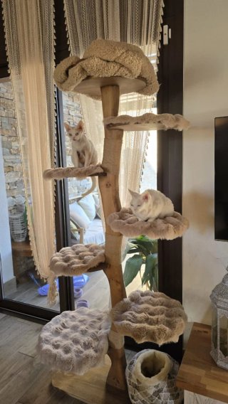 Árbol para gatos de madera maciza