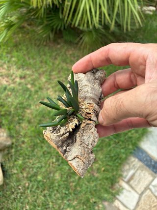 Dendrobium lichenastrum var. prenticei