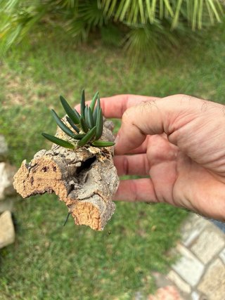 Dendrobium lichenastrum var. prenticei