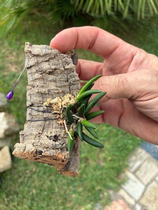 Dendrobium lichenastrum var. prenticei