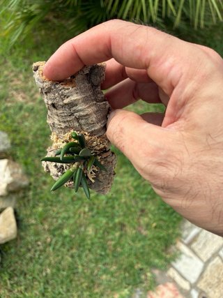Dendrobium lichenastrum var. prenticei