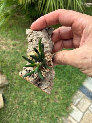 Dendrobium lichenastrum var. prenticei