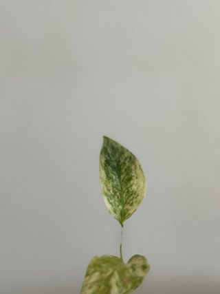Minstera Laniata Mint - Narrow Form N1