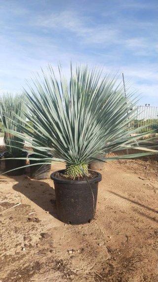 Yucca Rostrata en Maceta Negra
