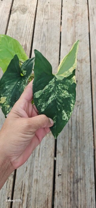 Syngonium Aurea