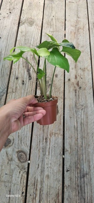 Syngonium Aurea