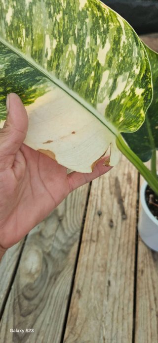 Philodendron green congo