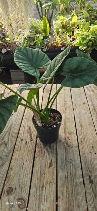 Alocasia Lukiwan