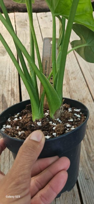 Alocasia Lukiwan