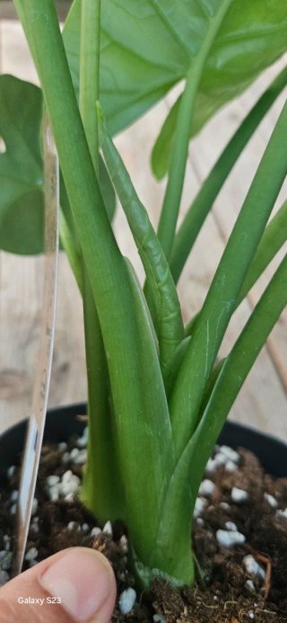 Alocasia Lukiwan