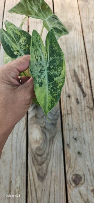 Alocasia Nairobi nights Aurea variegata