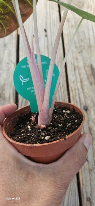 Alocasia Nairobi nights Aurea variegata