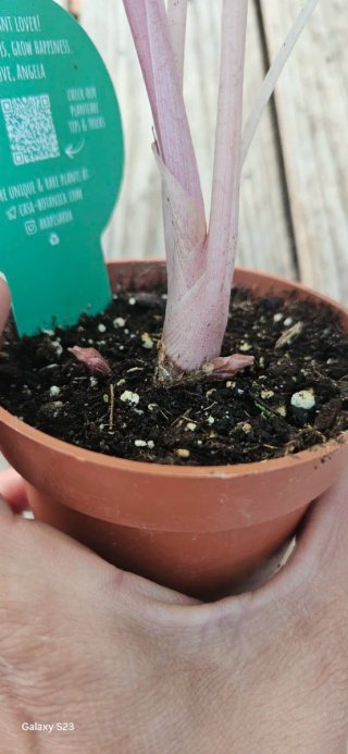 Alocasia Nairobi nights Aurea variegata