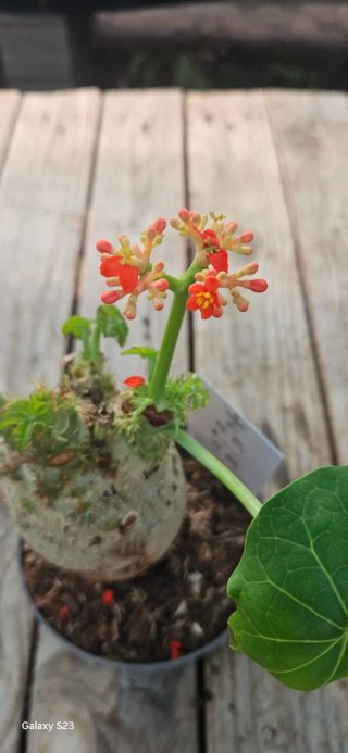 Jatropha
