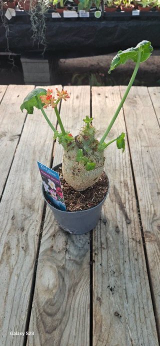 Jatropha