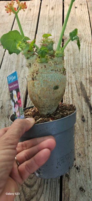Jatropha