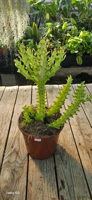 Euphorbia