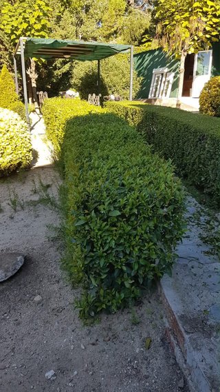 Jardinero profesional todo Madrid corte cesped pod