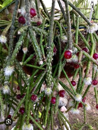 Planta.Rhipsalis Pilocarpa.