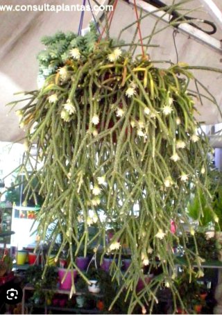 Planta.Rhipsalis Pilocarpa.
