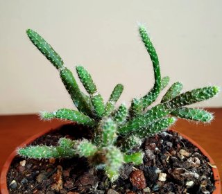 Planta.Rhipsalis Pilocarpa.