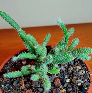 Planta.Rhipsalis Pilocarpa.