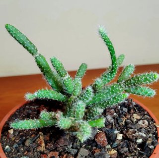 Planta.Rhipsalis Pilocarpa.