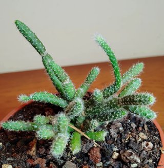 Planta.Rhipsalis Pilocarpa.