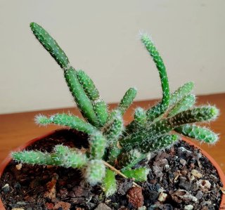 Planta.Rhipsalis Pilocarpa.