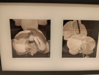 Cuadro 3 orquídeas blanco y negro 31 x 71 x 4 cm